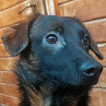 ARLO, Hund, Mischlingshund in Kroatien - Bild 1