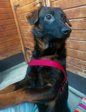 ARLO, Hund, Mischlingshund in Kroatien - Bild 3