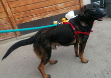 ARLO, Hund, Mischlingshund in Kroatien - Bild 5