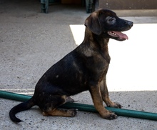 ARLO, Hund, Mischlingshund in Kroatien - Bild 7