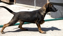 ARLO, Hund, Mischlingshund in Kroatien - Bild 8