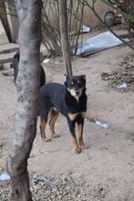 CHERRINA, Hund, Mischlingshund in Bulgarien - Bild 3