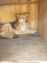 FEYA, Hund, Mischlingshund in Bulgarien - Bild 2