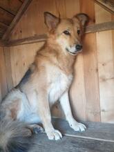 FEYA, Hund, Mischlingshund in Bulgarien - Bild 3