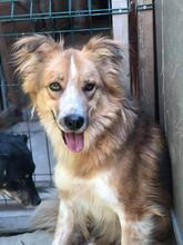 LEON, Hund, Mischlingshund in Bulgarien - Bild 1