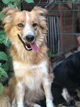 LEON, Hund, Mischlingshund in Bulgarien - Bild 2
