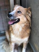 LEON, Hund, Mischlingshund in Bulgarien - Bild 3