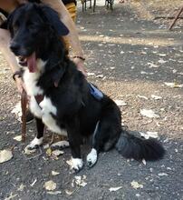 BETTY, Hund, Mischlingshund in Bulgarien - Bild 1