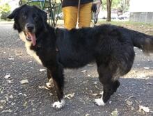 BETTY, Hund, Mischlingshund in Bulgarien - Bild 2