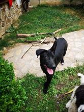 JACKY, Hund, Mischlingshund in Bulgarien - Bild 2