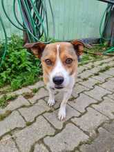 FLAPPY, Hund, Mischlingshund in Bergheim - Bild 2