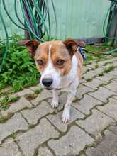 FLAPPY, Hund, Mischlingshund in Bergheim - Bild 3