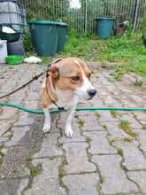 FLAPPY, Hund, Mischlingshund in Bergheim - Bild 6