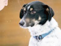 BUDDY, Hund, Mischlingshund in Oberviechtach - Bild 1