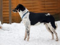 BUDDY, Hund, Mischlingshund in Oberviechtach - Bild 2