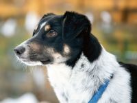 BUDDY, Hund, Mischlingshund in Oberviechtach - Bild 3