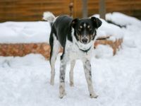 BUDDY, Hund, Mischlingshund in Oberviechtach - Bild 4