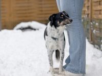 BUDDY, Hund, Mischlingshund in Oberviechtach - Bild 6