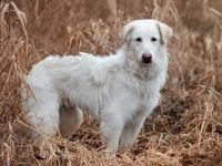 FRODO, Hund, Maremma Abruzzenhund in Vilseck - Bild 1