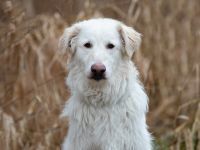 FRODO, Hund, Maremma Abruzzenhund in Vilseck - Bild 2