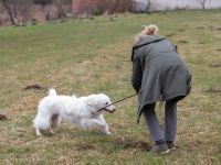 FRODO, Hund, Maremma Abruzzenhund in Vilseck - Bild 3