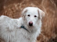 FRODO, Hund, Maremma Abruzzenhund in Vilseck - Bild 5