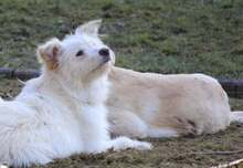 RANJA, Hund, Mischlingshund in Weilburg - Bild 5