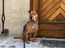 HENRY, Hund, Mischlingshund in Coswig