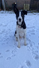 MAMBO, Hund, Mischlingshund in Herzhorn - Bild 10
