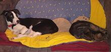 MAMBO, Hund, Mischlingshund in Herzhorn - Bild 15