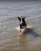 MAMBO, Hund, Mischlingshund in Herzhorn - Bild 16