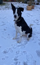 MAMBO, Hund, Mischlingshund in Herzhorn - Bild 3