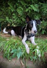MAMBO, Hund, Mischlingshund in Herzhorn - Bild 8