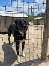 BONO, Hund, Mischlingshund in Portugal - Bild 3