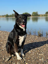 BONO, Hund, Mischlingshund in Affalterbach