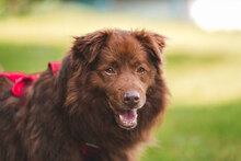 BOBI, Hund, Mischlingshund in Bulgarien - Bild 3