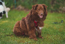 BOBI, Hund, Mischlingshund in Bulgarien - Bild 4