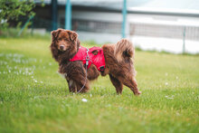 BOBI, Hund, Mischlingshund in Bulgarien - Bild 5