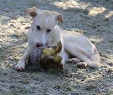 RAISA, Hund, Mischlingshund in Weilburg - Bild 11