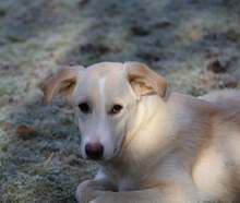 RAISA, Hund, Mischlingshund in Weilburg - Bild 12