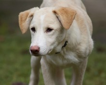 RAISA, Hund, Mischlingshund in Weilburg - Bild 15