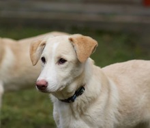 RAISA, Hund, Mischlingshund in Weilburg - Bild 16
