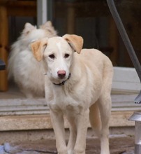 RAISA, Hund, Mischlingshund in Weilburg - Bild 17