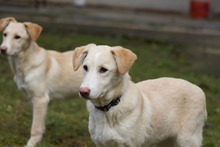RAISA, Hund, Mischlingshund in Weilburg - Bild 19