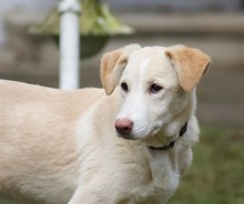 RAISA, Hund, Mischlingshund in Weilburg - Bild 20