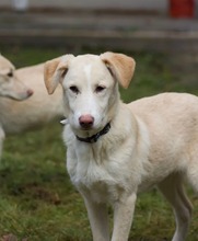 RAISA, Hund, Mischlingshund in Weilburg - Bild 21