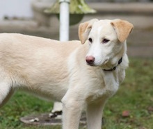 RAISA, Hund, Mischlingshund in Weilburg - Bild 23