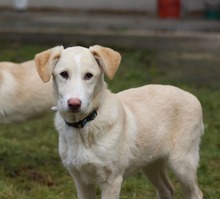 RAISA, Hund, Mischlingshund in Weilburg - Bild 24