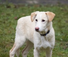 RAISA, Hund, Mischlingshund in Weilburg - Bild 25