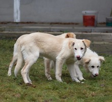 RAISA, Hund, Mischlingshund in Weilburg - Bild 26